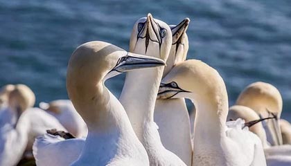 开云网站-UFC中国赛开战，李景亮TKO终结对手引发热议，李景亮ufc2021