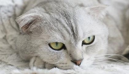 开云官网APP下载-高科技赛车空气动力学：减少阻力的秘密，f1赛车空气动力学